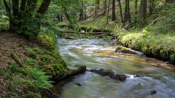 Wald am Fluss Pulsnitz