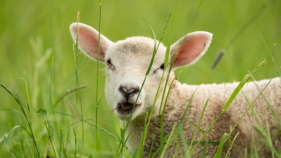 Ein Lamm sitzt in einer Weide.