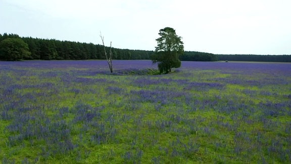 Blaue Brache, Drohnenaufnahme, Blick von oben.