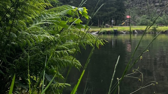 Grünbewuchs am Bergsee Ebertswiese.