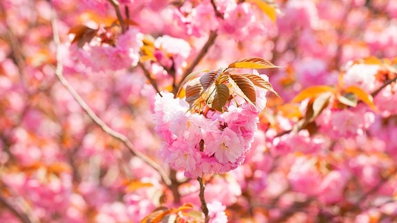 Rosa Kirschblüten am Baum