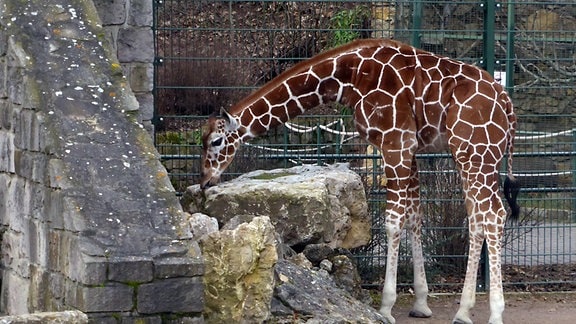 Eine Giraffe beugt sich nach vorne und leckt an einem Stein.