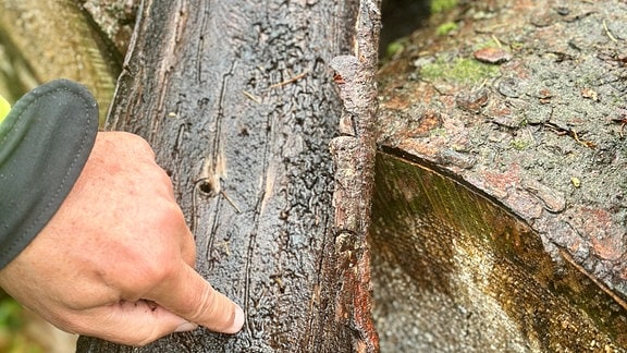 Spuren eines Bornkäfers in einem Baumstamm.