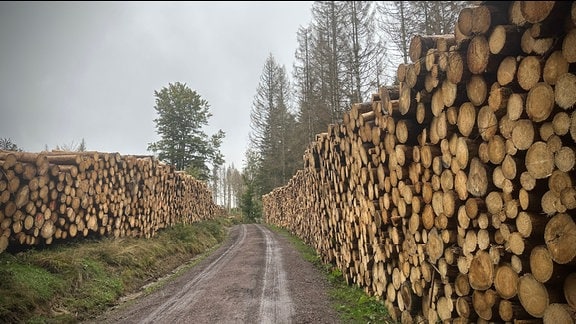 Neben einem Waldweg sind Baumstämme gestapelt.