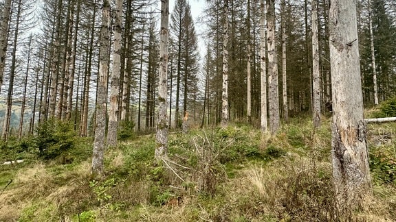 Umgefallene Bäume liegen in einem Wald.