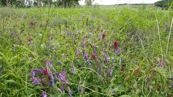 Blüten auf Brachfläche.