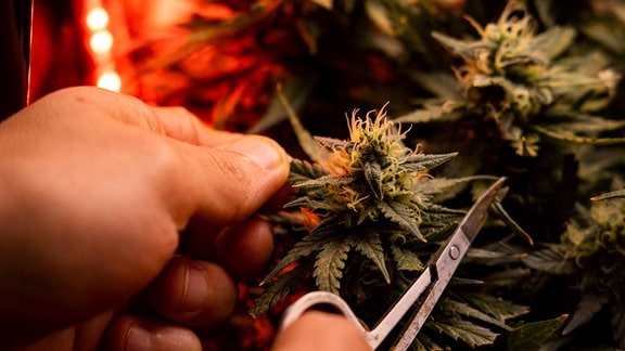Eine Person arbeitet mit einer Schere an einer Cannabis-Pflanze.