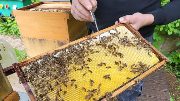 Bienen an einer Bienenwabe