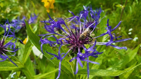 Biene auf einer blauen Blüte