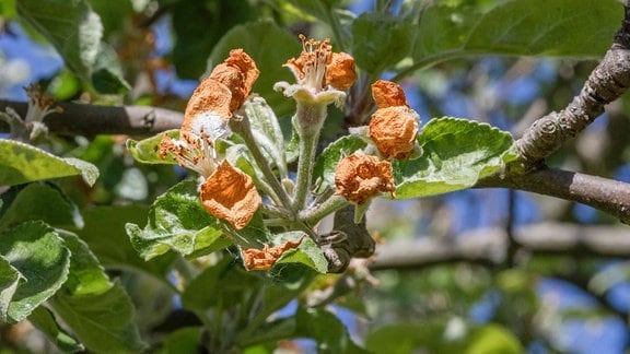 Eine im Aprilfrost erfrorene Apfelblüte