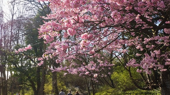 Spaziergänger unter Kirschblüte am Elbhang
