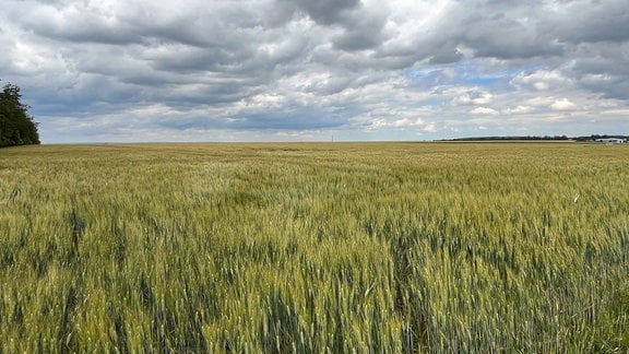 Getreidefeld bei Umpferstedt.