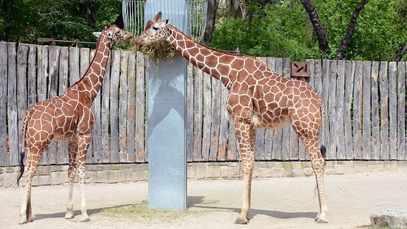 Zwei Giraffen stehen in einem Gehege und fressen.