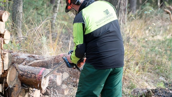 Anbringen eines GPS-Senders gegen Holzdiebstahl in einem Holzstamm durch einen Mitarbeiter von Thüringenforst.