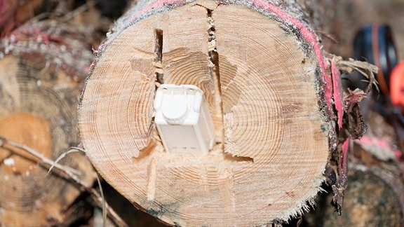 Anbringen eines GPS-Senders gegen Holzdiebstahl in einem Holzstamm durch einen Mitarbeiter von Thüringenforst.