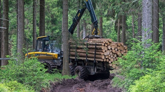 Holzernte im Thüringer Wald.