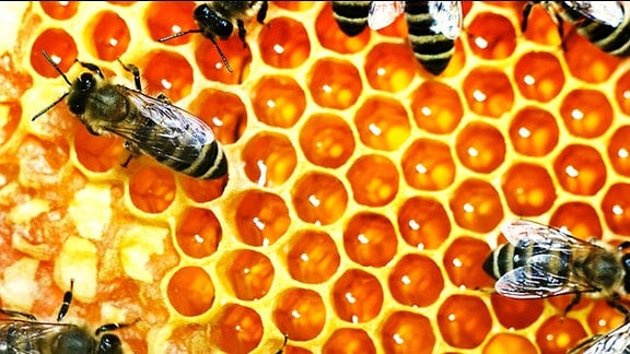 Honigbienen auf einer Honigwabe.