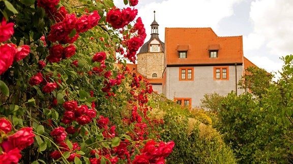 Im Hintergrund Schloss Dornburg und im Vordergrund ein großer Strauch mit vielen Rosen.