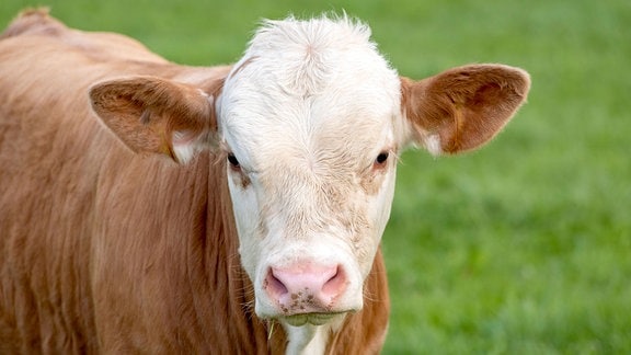 Ein junger Stier beobachtet neugierig den Fotografen.