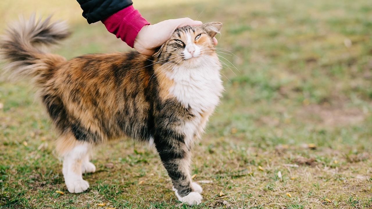 Kater Plötzlich Aggressiv Gegen Katze