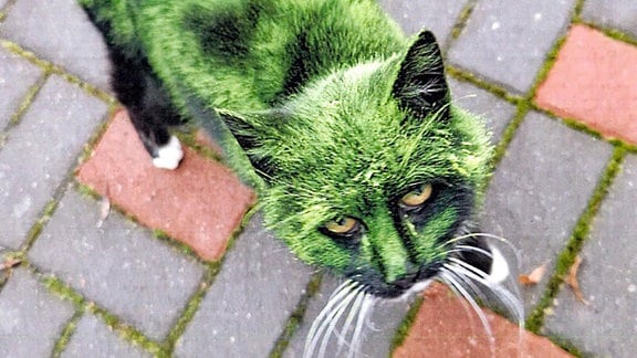 Katze mit grüner Farbe im Fell