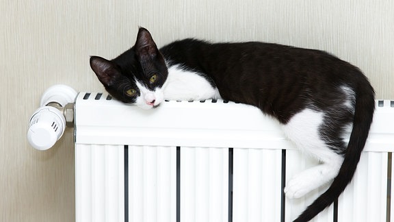 Eine Katze liegt auf einem Heizkörper