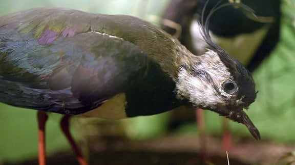 Kiebitz im Naturkundemuseum