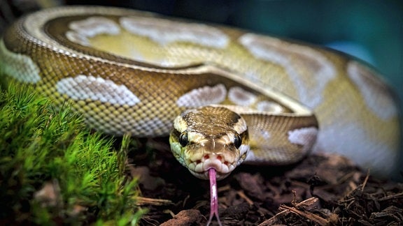 Königspython, Python regius Terra, Zoo Nordrhein Westfalen