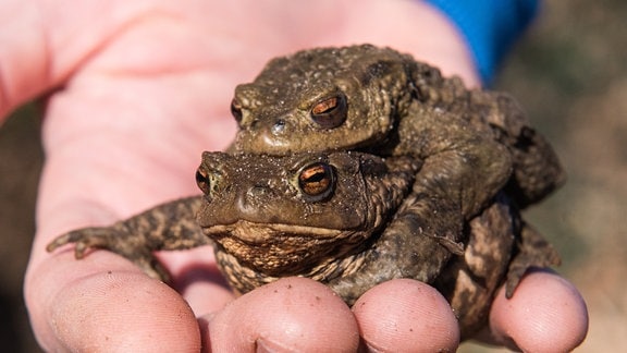 Ein Mitglied des Naturschutzbundes Nabu hält 2020 ein Kröten-Pärchen.