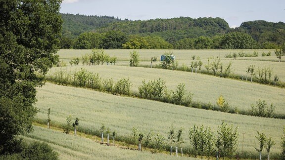 Agroforst Hafer in Villmar,