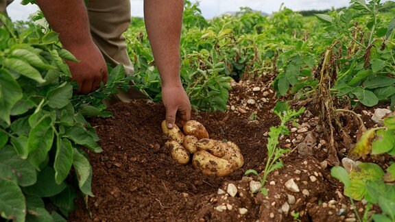 Ausgegrabene Kartoffeln auf einem Feld