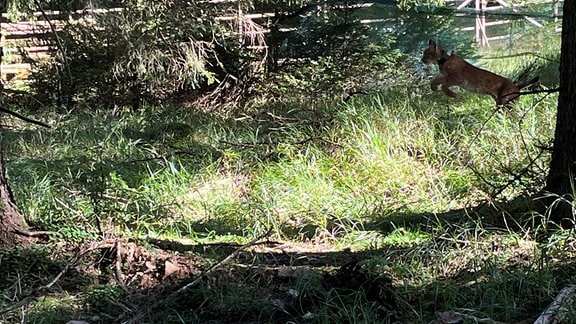 Luchsnachwuchs im Thüringer Wald