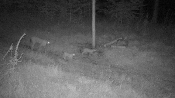 Luchsnachwuchs im Thüringer Wald