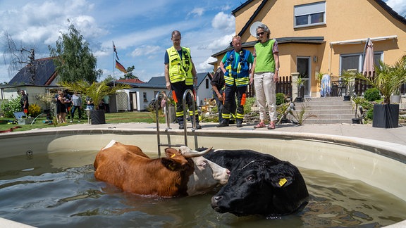 Die Feuerwehr musste am Dienstag auch zwei Kühe aus einem Pool im Weimarer Land befreien.