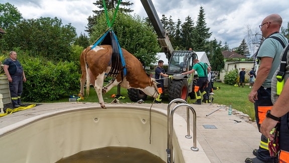 Feuerwehrleute heben Kuh mit Kran aus einem Pool.