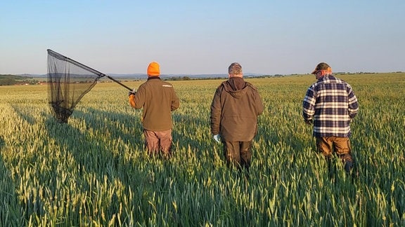 Drei Männer laufen durch ein Getreidefeld, einer trägt ein großes Netz.