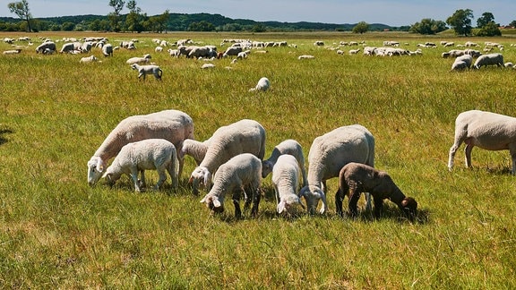 Schafe auf einer Weide.