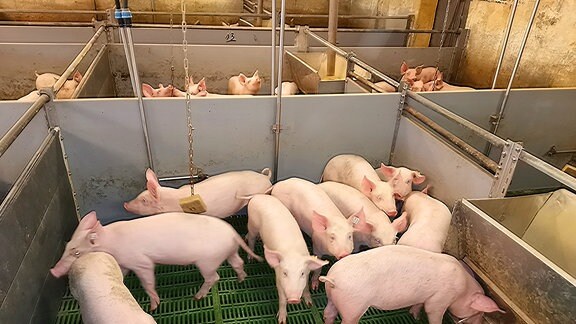 Schweine im Schweinestall 