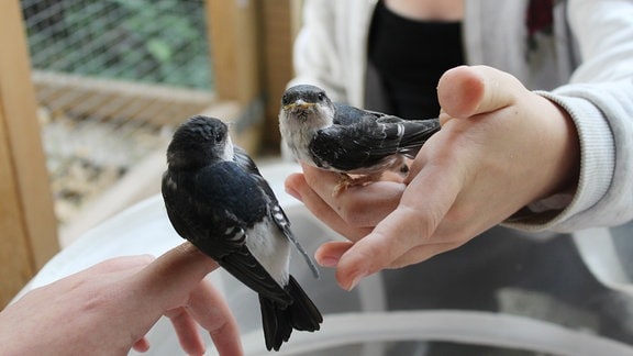 Zwei junge Vögel sitzen auf den Händen von Kindern