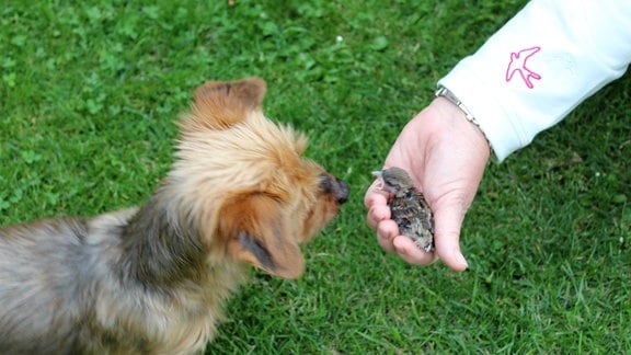 Eine Hand hält einen Jungvogel, ein Hund schaut ihn an