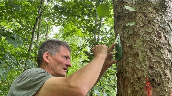 Eine Markierung wird mit einer Schablone auf einem Baum angebracht