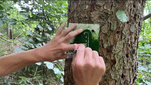 Eine Markierung wird an einen Baum gemalt