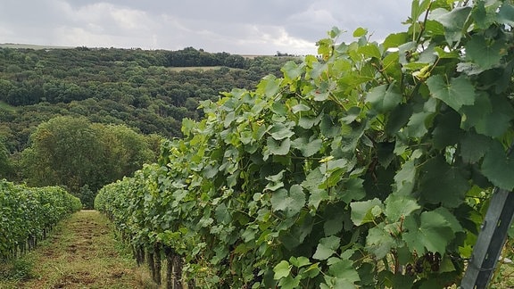 Weinreben mit Blick einen Weinberg hinunter.