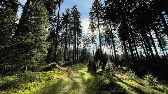 Impression vom Doktor-Wald-Weg, der im Thüringer Wald zwischen Stützerbach, Frauenwald und Schmiedefeld verläuft