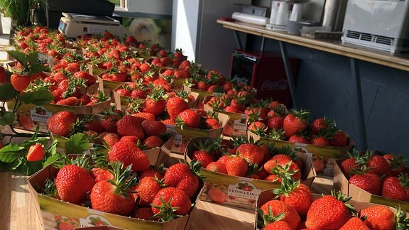 Zahlreiche Körbchen aus Papier mit dicken, roten Erdbeeren darin stehen neben- und hintereinander auf einem Verkaufsstand