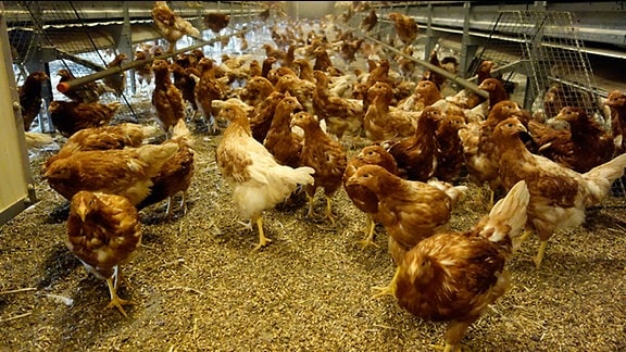 Zahlreiche Hühner in einem Stall