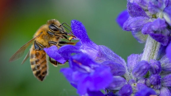 Eine Biene sucht nach Nektar an einem Blauen Ziersalbei