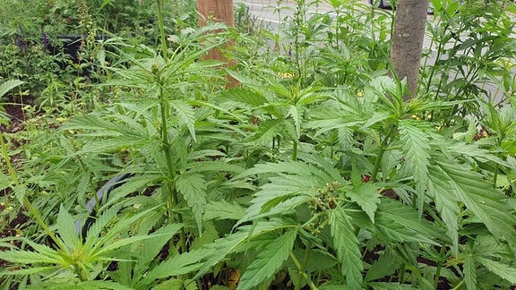 Cannabis-Pflanzen
