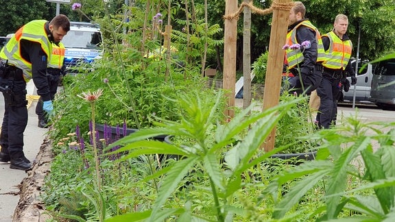 Juni 2023: Polizei entfernt illegal ausgesetzte Cannabis-Pflanzen in der Clara-Zetkin-Straße in Erfurt.