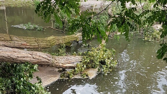 Ein umgestürzter Baum im Fluss, daneben sammeln sich Fäkalien.